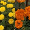 Easy marigold cultivation tips
