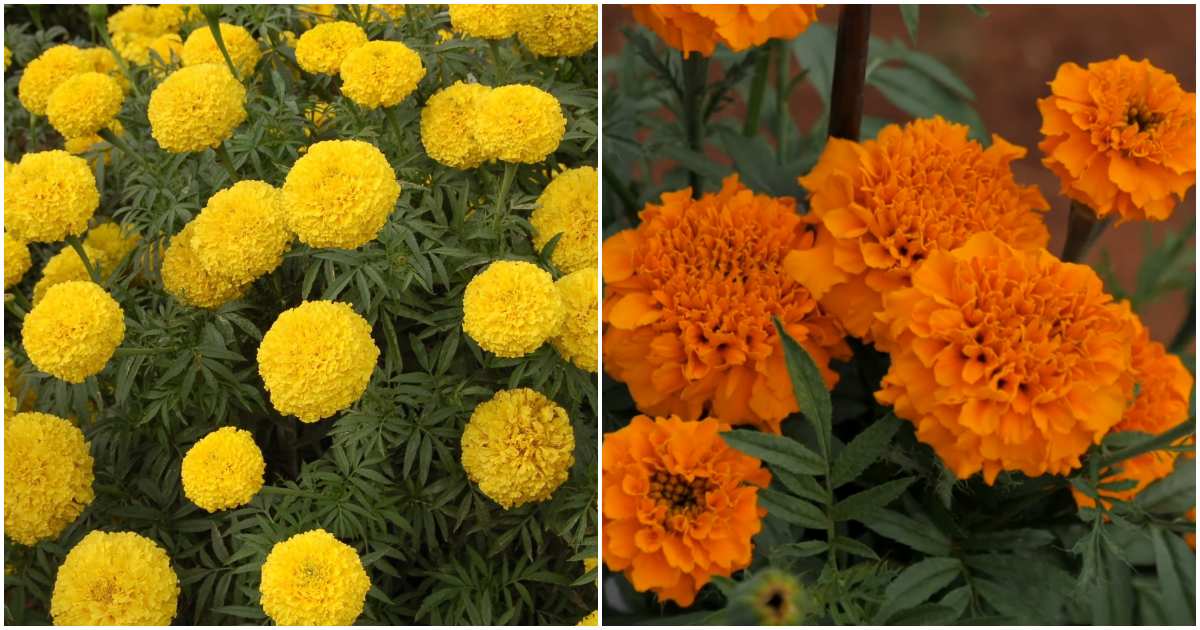 Easy marigold cultivation tips