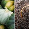 Pumpkin farming tips