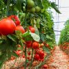 Tips for growing healthy tomatoes in Kerala